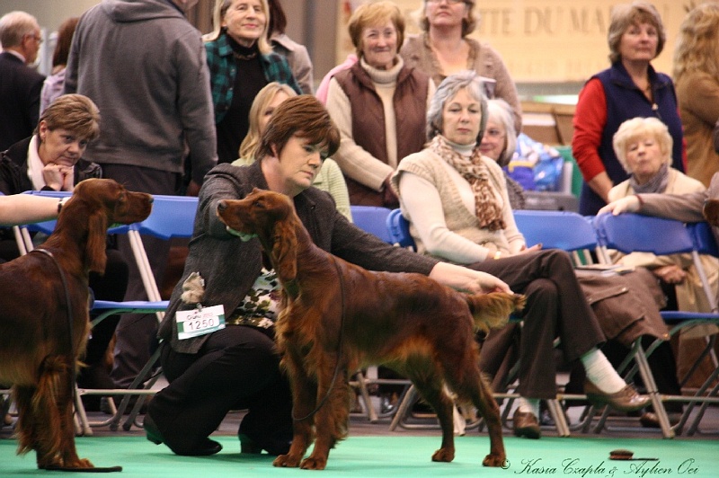 Crufts2011 150.jpg